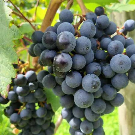 Apartman Maximilianhaus Zell an der Mosel