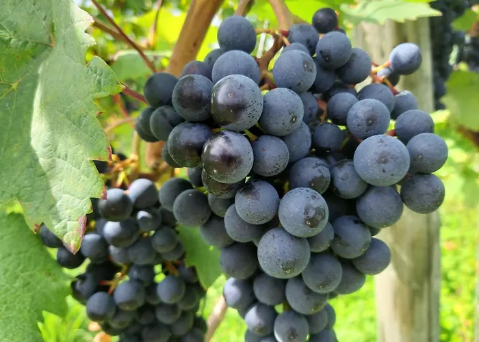 Apartman Maximilianhaus Zell an der Mosel